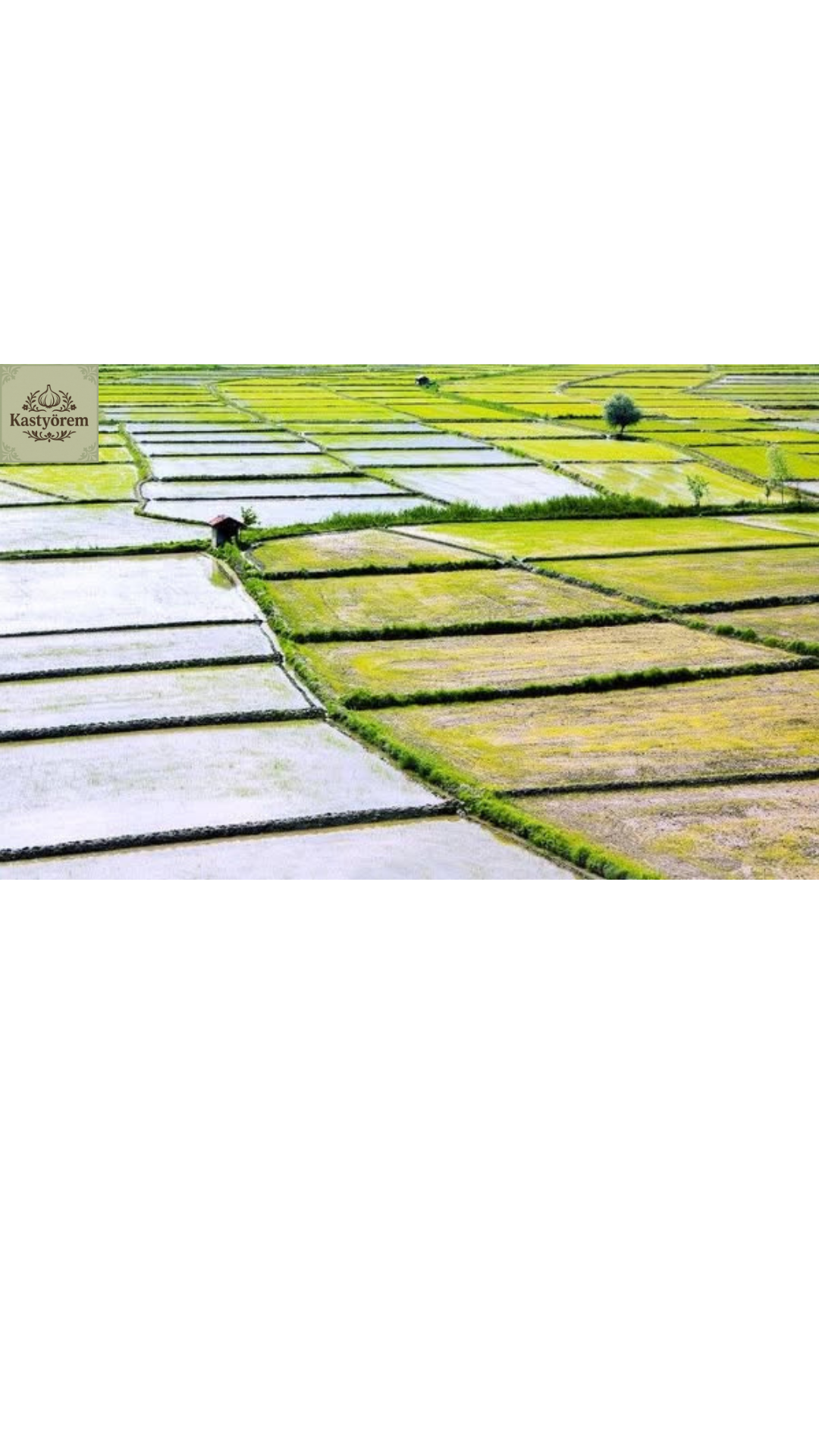 Kastyörem Meşhur Tosya Osmancık Pirinci