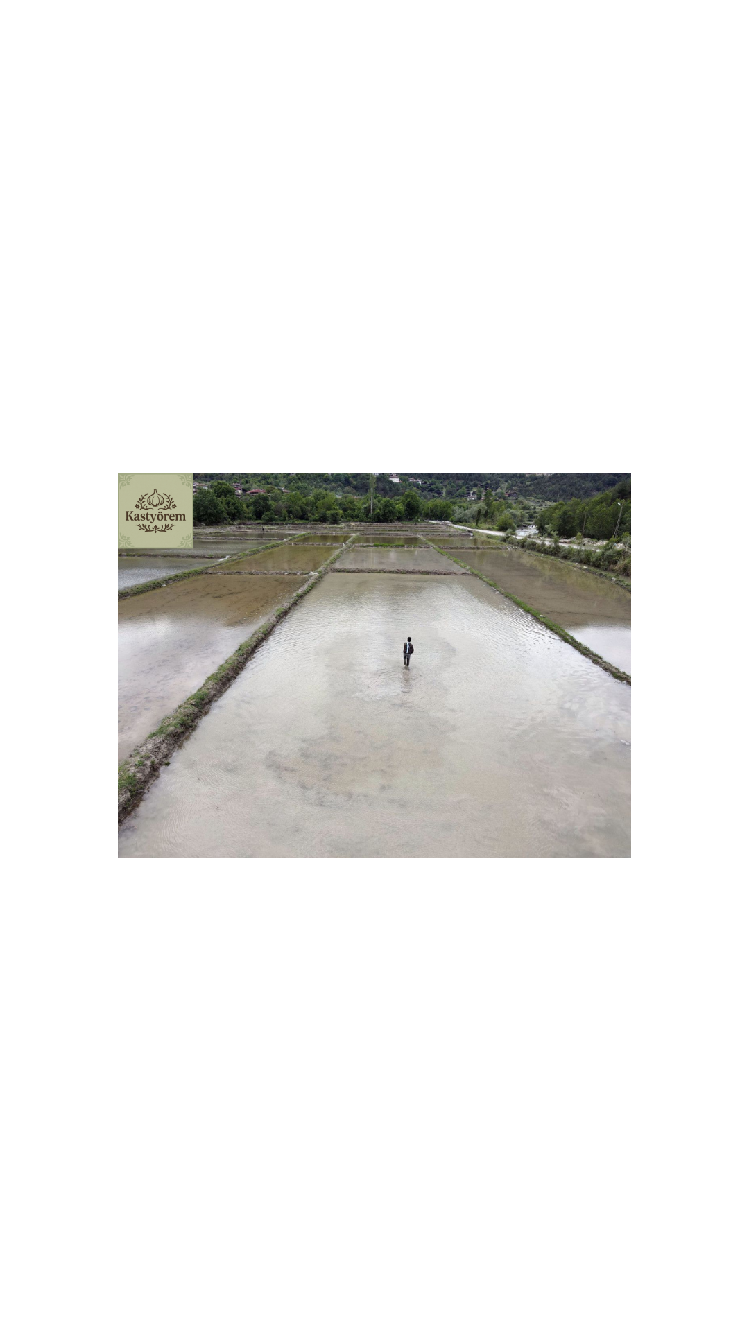 Kastyörem Meşhur Tosya Osmancık Pirinci