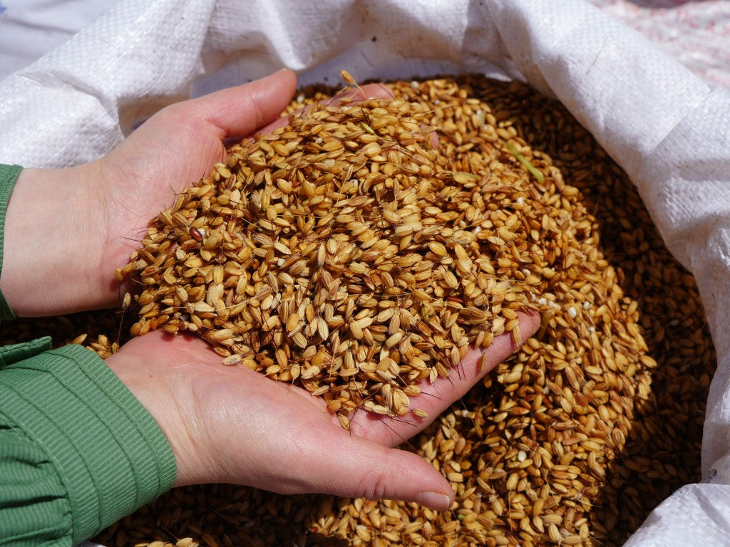 Kastyörem Tosya Sarıkılçık Pirinci [1KG]